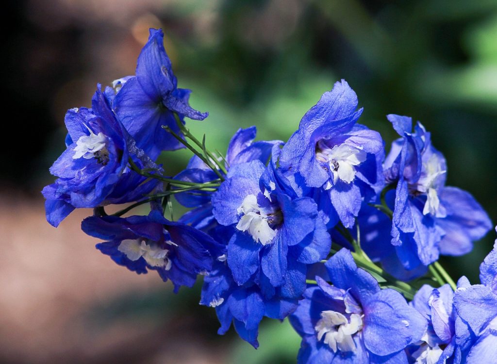 Delphinium  